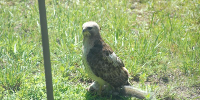 Red-Tail-Hawk by Sra Wood